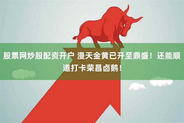 股票网炒股配资开户 漫天金黄已开至鼎盛！还能顺道打卡荣昌卤鹅！