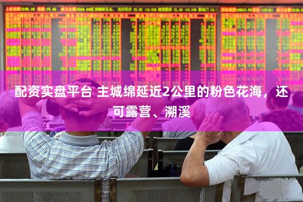 配资实盘平台 主城绵延近2公里的粉色花海，还可露营、溯溪